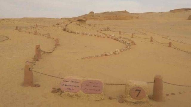 2 Day Camping trip in Fayoum from Cairo — photo 5