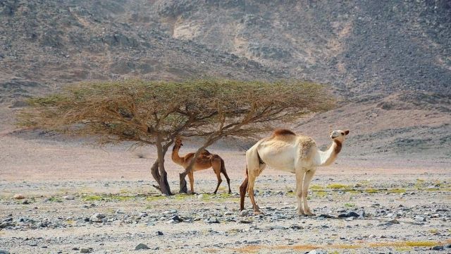 2 day itinerary Marsa Alam from Sahel Hashesh — photo 8