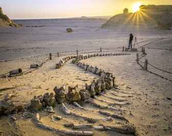 2 Day trip Fayoum oasis and Wadi el Hitan from Sahel Hashesh