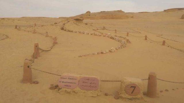 2 days Camping trip to Wadi el Hitan from Cairo — photo 5
