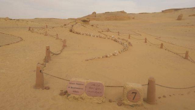 2 days Camping trip to Wadi el Hitan from Cairo — photo 8