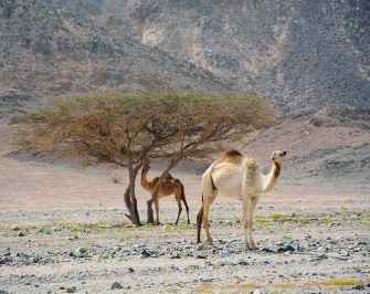 3 day itinerary Marsa Alam from Hurghada — photo 5