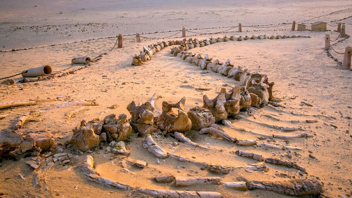 3 Day Trip to Fayoum oasis from Cairo — photo 4
