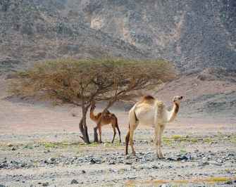 3 Days itinerary Marsa Alam from Sahel Hashesh — photo 2
