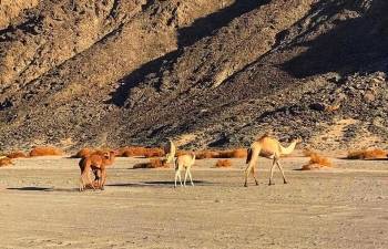 3 Days itinerary Marsa Alam from Sahel Hashesh — photo 4