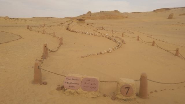 3 Days trip wadi el Hitan and Fayoum Oasis from Cairo — photo 10