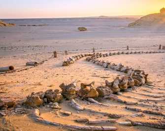 3 days trip White desert and wadi el Hitan from Cairo — photo 3
