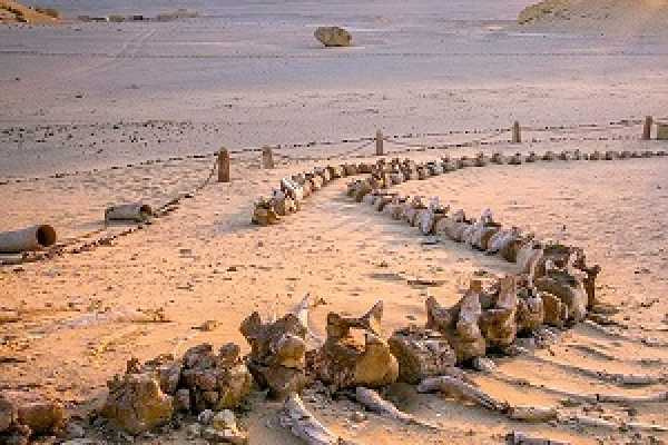 4 Days trip to the white desert and wadi el Hitan — photo 2