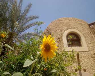 5 Day Trip to Siwa Oasis from Cairo — photo 2