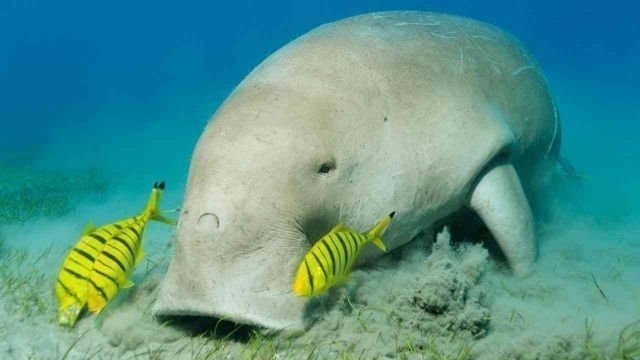 7 Day tour Packages from Marsa Alam — photo 2