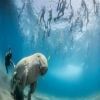 abu dabbab dugong bay El Gouna egypt excursions — photo 3