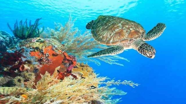 Abu Dabbab Dugong bay Snorkeling tour from Marsa Alam — photo 5