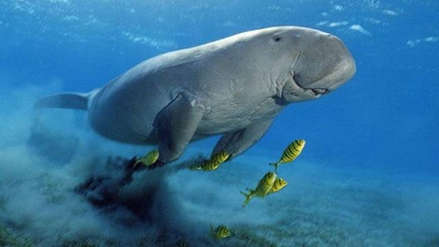 Abu Dabbab Dugong Snorkelling Trip from Sahel Hashesh