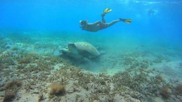 Abu Dabbab Dugong Snorkelling Trip from Sahel Hashesh โ photo 5