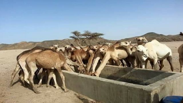 Aladin Safari Excursions from Portghalib โ photo 5