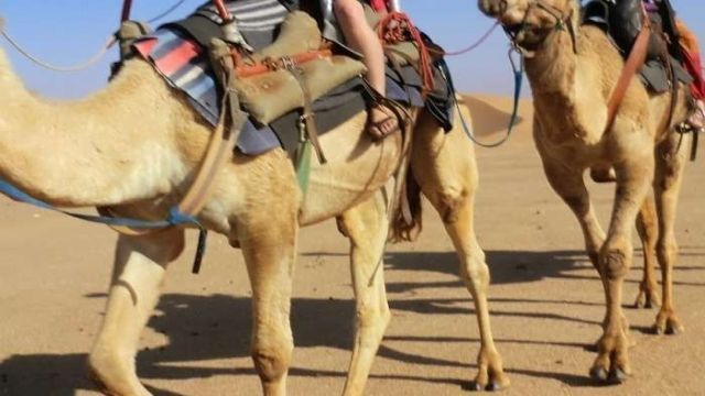 camel riding marsa alam day tour — photo 2
