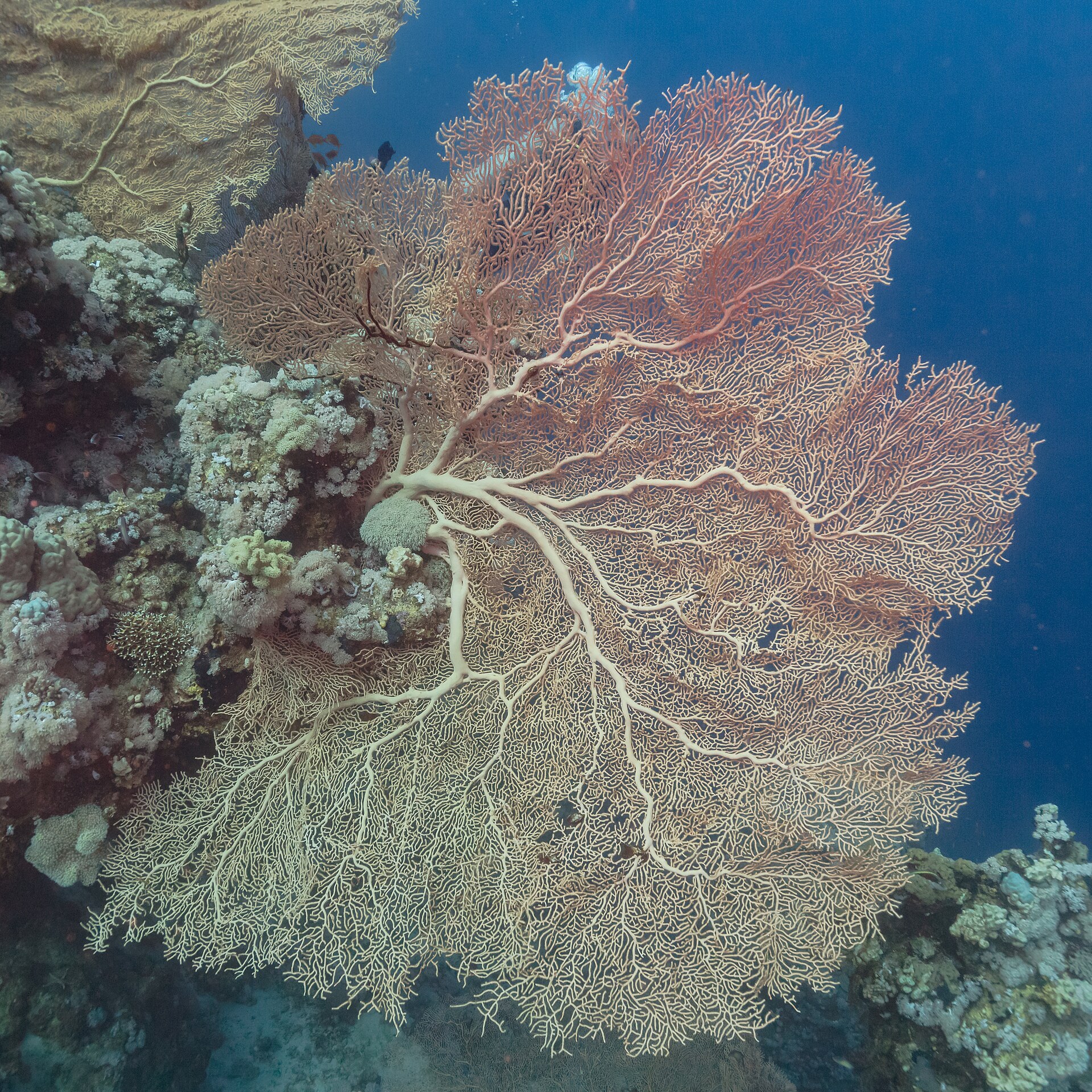 day scuba diving hurghada Egypt Red Sea
