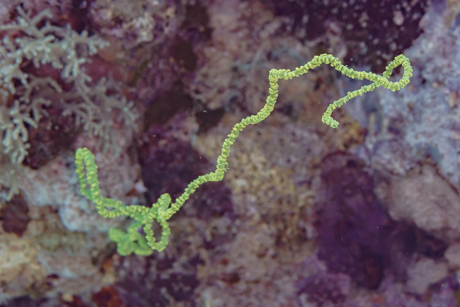 day scuba diving hurghada Egypt Red Sea — photo 4