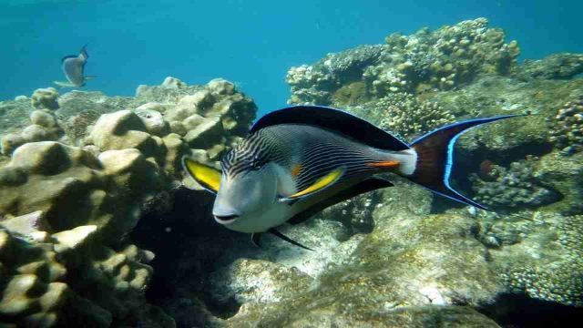day scuba diving Makadi Egypt Red Sea