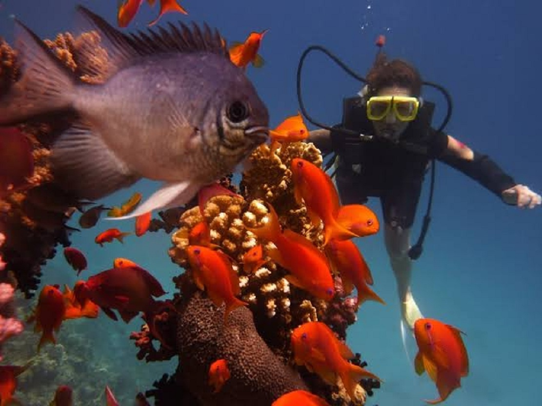 Day Scuba Diving Tour From Sharm EL Sheikh Port