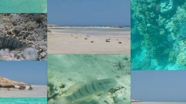 Day snorkeling trip to Sharm el Lulli and wadi El Qulaan — photo 3