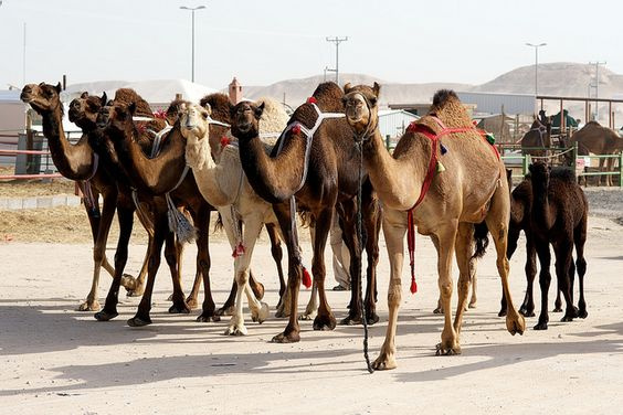 Day tour to Darawa camel markets