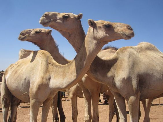 Day tour to Darawa camel markets — photo 2