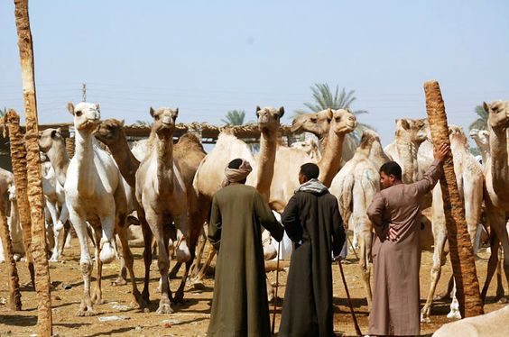 Day tour to Darawa camel markets — photo 3