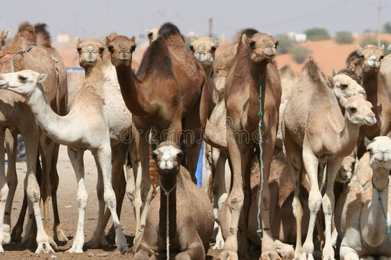 Day tour to Darawa camel markets — photo 4