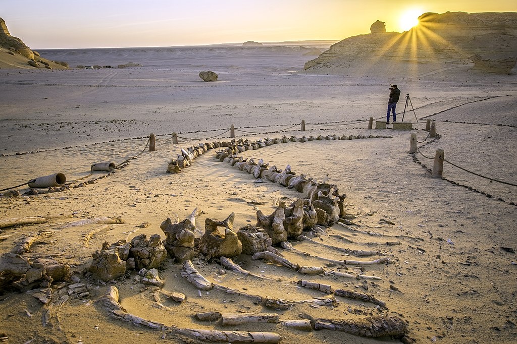 Day tour to Fayoum Oasis from Cairo — photo 5