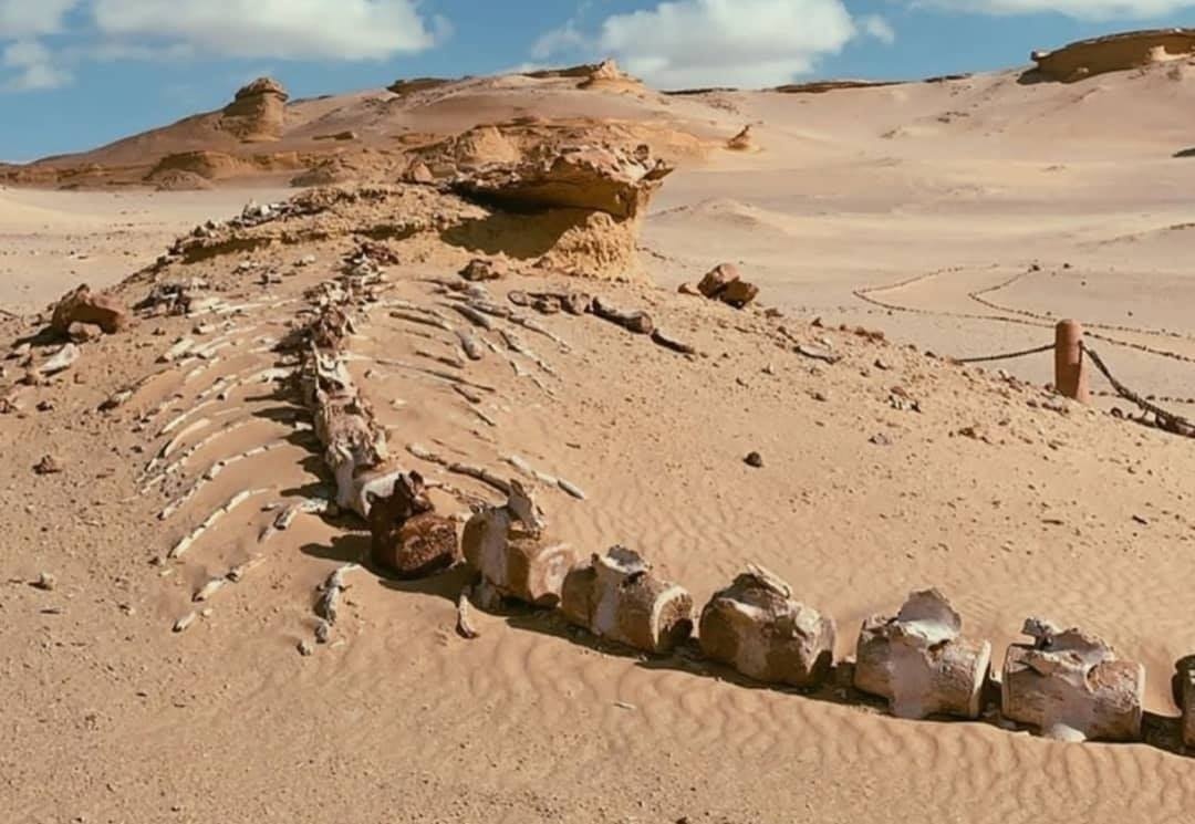 Day tour to Fayoum Oasis from Cairo — photo 6