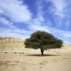 Desert Super Safari Excursions by Jeep from Portghalib โ photo 2