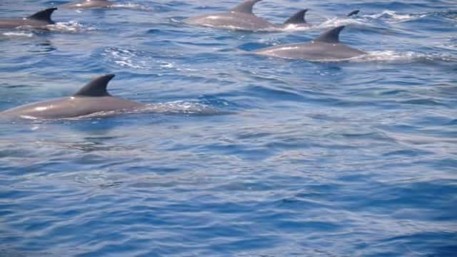 Dolphin house snorkeling trip from Sahel Hashesh