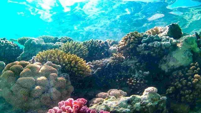 Dolphin house snorkeling trip from Sahel Hashesh โ photo 2