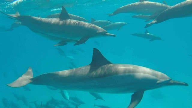 Dolphin house snorkeling trip from Sahel Hashesh โ photo 4