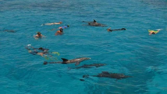 Dolphin house snorkeling trip from Sahel Hashesh โ photo 5