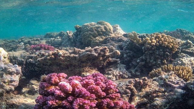 Half day snorkeling to sharm el luli — photo 6