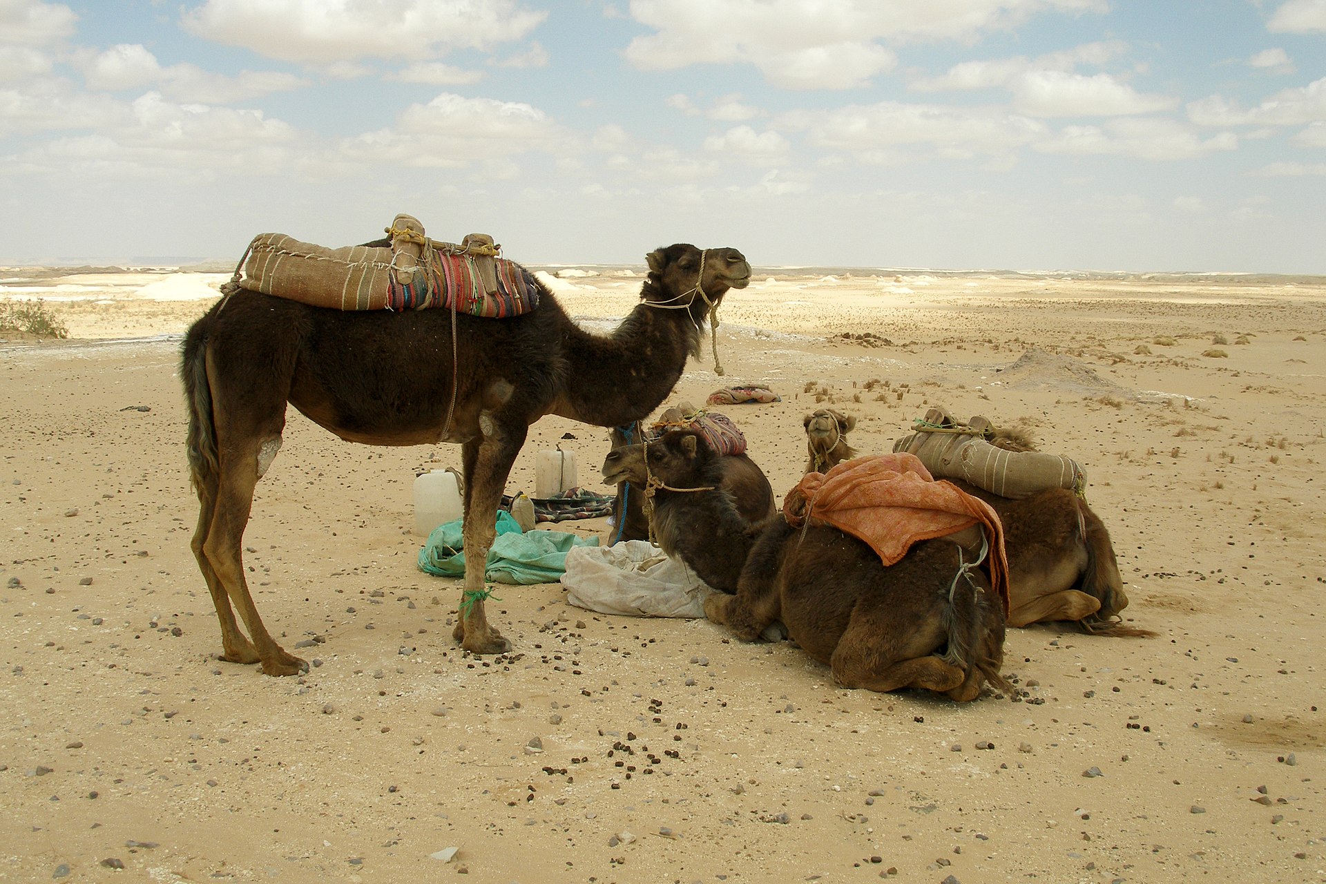Hurghada sunset car buggy tours — photo 6