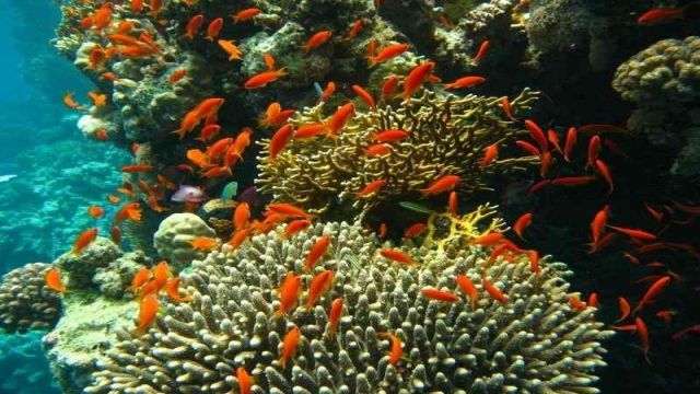 Marsa Moubark Snorkeling Trip from Portghalib