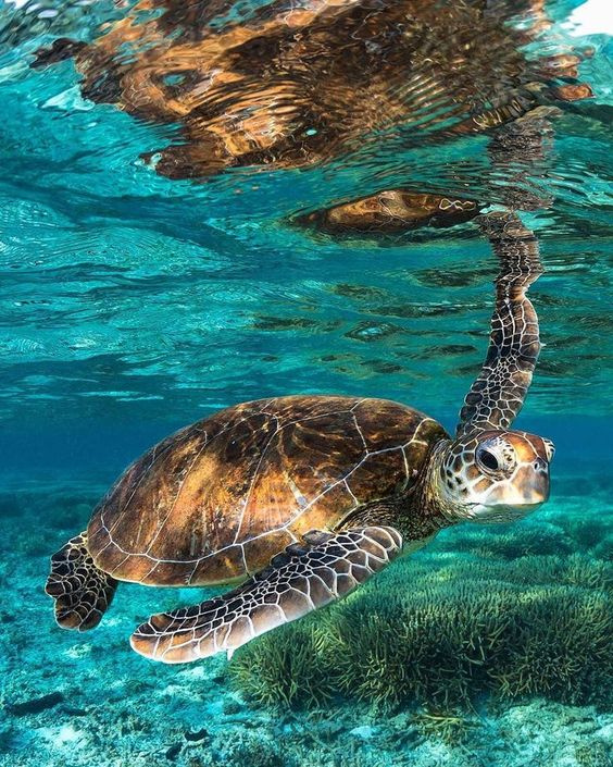 Overnight snorkeling Trip at sataya dolphin reef from Marsa Alam — photo 3