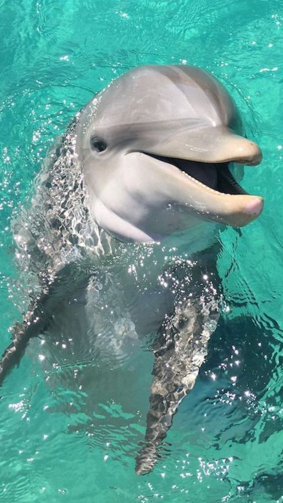Overnight snorkeling Trip at sataya dolphin reef from Marsa Alam — photo 4