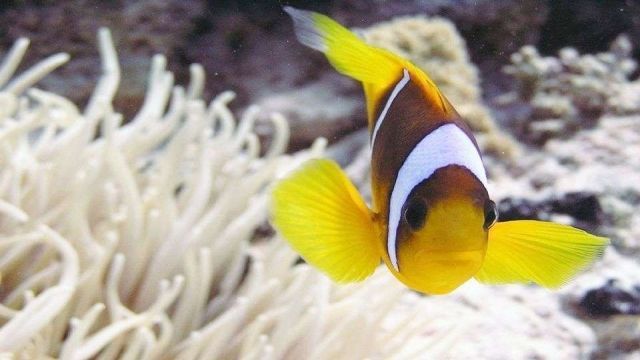 Paradise island snorkeling trip from Hurghada — photo 6