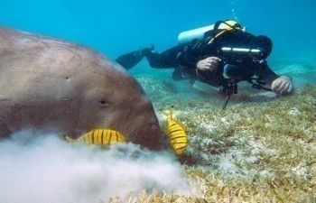 Portghalib diving trip from El Quseir