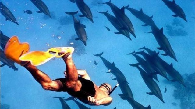 Private boat trip to Sataya dolphin Reef from Marsa Alam