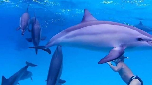 Private boat trip to Sataya dolphin Reef from Marsa Alam — photo 3