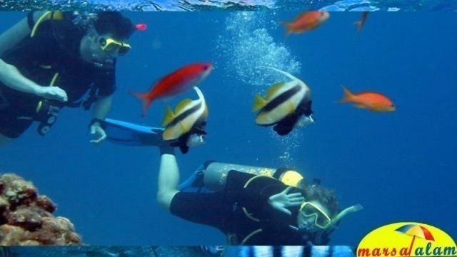 Private boat trip to the Dolphin house from Marsa Alam — photo 2