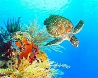 Private boat Trip to the Ras Mohamed from Sharm el Sheikh