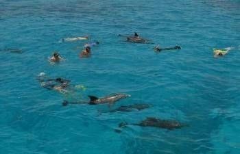 Private snorkeling boat Trip to dolphin house from Hurghada — photo 5
