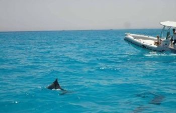 Private speedboat trip to dolphin house in Sahel Hashesh