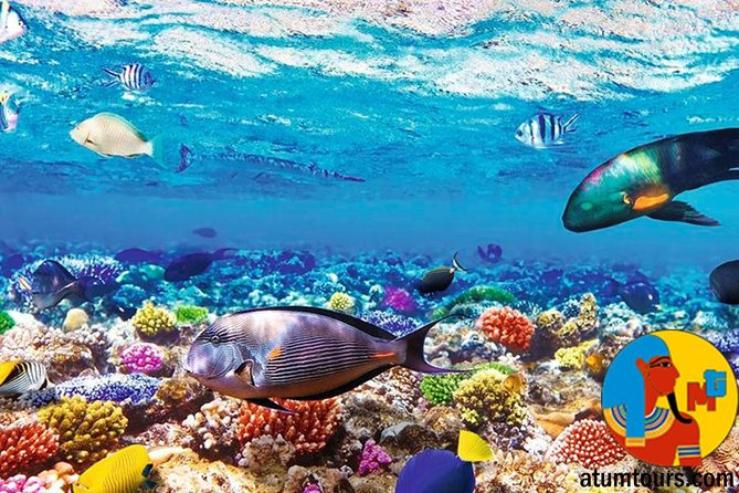 Private Trip To The Ras Mohamed From Sharm El Sheikh Port